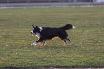 Bild 1 - Hundeshooting